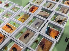 -辽宁古生物博物馆
