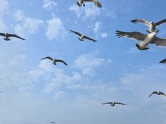 -海驴岛(荣成市)