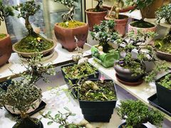 -万商花鸟市场
