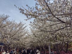 -高东镇樱花园