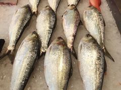 -莆鑫海鲜城(浏河店)