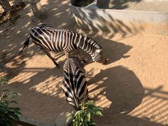 -西霞口神雕山野生动物世界