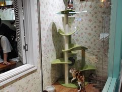 -猫小院猫主题餐厅(三里屯店)