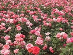 景点-武汉紫薇都市田园