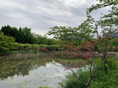 -嘉定紫藤园