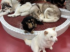 -和它·交个朋友·狗咖猫咖(爱琴海店)