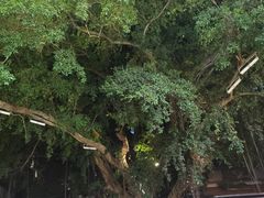 -刘姐啤酒鱼民族演艺餐厅(西街总店)