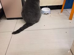 -全心全意连锁动物医院·微创中心·内科急重症·心脏专科(丰管路店)