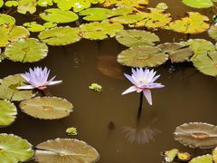 -中国科学院西双版纳热带植物园