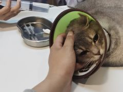 -御宝贝·A梦猫科宠物医院(国际猫友好医院)