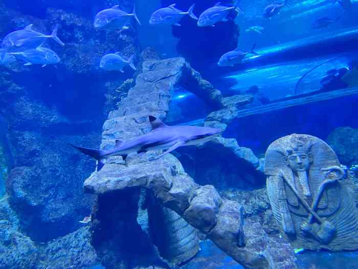 西安曲江海洋极地公园-"专门抽了周内的一天专门请了假来海洋馆玩耍.