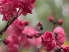 -南汇桃花村