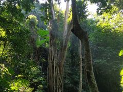 -西双版纳原始森林公园