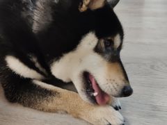 -柴迷FANS CLUB·柴犬狗咖·猫咖