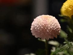 -德迹斋禅意文化茶馆·茶空间·商务洽谈•宴席(桃园店)