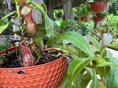 -中国科学院西双版纳热带植物园
