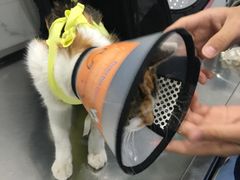 -伟伟宠物医院·CT影像中心·瑞派犬猫综合性门诊(汉口总院)