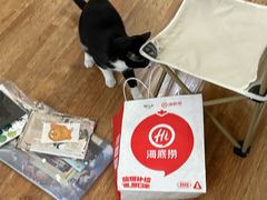 -半岛宠物医院24小时·内窥镜·牙科·碎石中心(府城大道店)