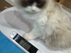-艾贝尔宠物医院·24H转诊中心·肿瘤猫专科(江宁双龙店)