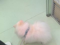 -瑞鹏宠物医院·宠保定点·心脏科·内科(御桥分院)