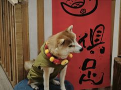 -柴迷FANS CLUB·柴犬狗咖·猫咖