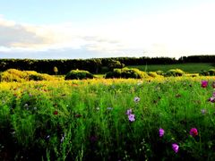 -塞罕坝国家级自然保护区