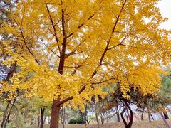 -元大都城垣遗址公园