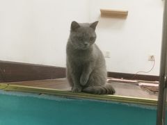 -三花喵·撸猫购宠·宠物生活馆(虹桥南丰城店)