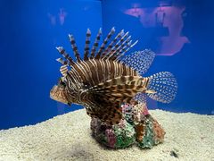 -上海海洋水族馆