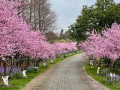 -上海海湾国家森林公园