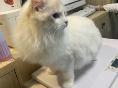 -猫大福·Fortune Cat猫舍(百子湾店)