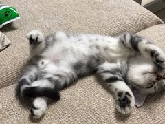 -创凡宠物医院·骨专科  猫科中心(西乡分院)