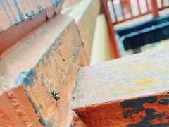 -广州白江湖森林公园