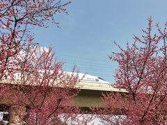 -秀丽东方