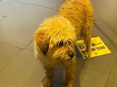 -茶颜悦色(环球奥特莱斯店)