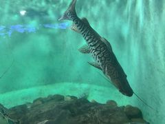 -太平洋海底世界