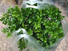 -双季花艺园艺市场(浦东店)