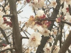 -香雪海