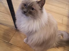 -Cappucimeow猫咪咖啡馆(韦伯时代店)