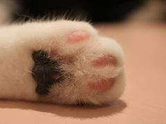 -猫儿山۰猫主题餐厅