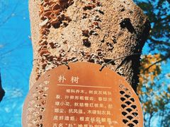 -朴园
