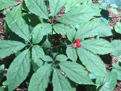 -丹东天桥沟景区