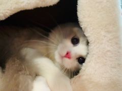 -Bastet sally猫舍购宠(静安店)