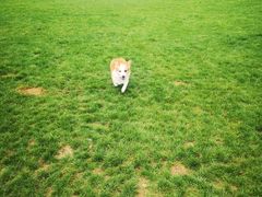 -趣玩宠物乐园寄养训犬训狗游泳池