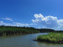-大湾区中央湿地公园