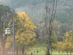 -千年银杏谷文化旅游区
