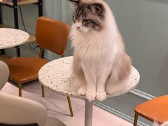 -安格丽娜·狗咖·猫咖羊驼咖(春熙路百盛商场店)