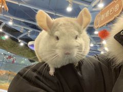 -龟与熊猫宠物公园(南坪店)