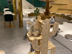 -飞行喵MR PILOT|猫舍·猫咖(静安大融城店)