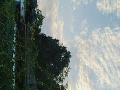 -桂湖森林公园